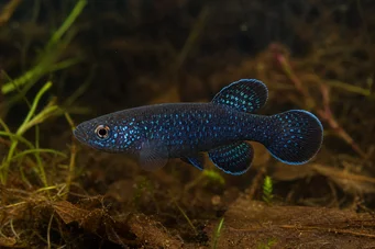 Cynolebias nigripinnis Pérola argentina com barbatanas pretas