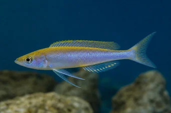 Cyprichromis leptosoma Cyprichromis leptosoma