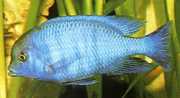 Cyrtocara moorii HAPLO AZUL