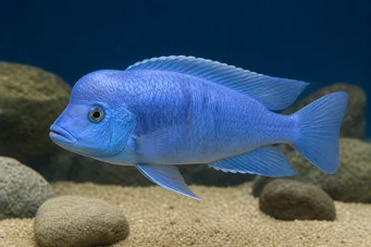 Cyrtocara moorii HAPLO AZUL