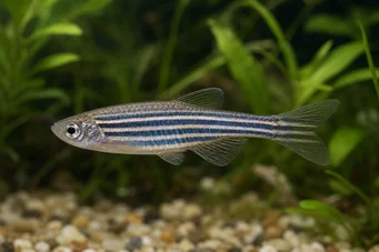 Danio rerio Danio Zebré