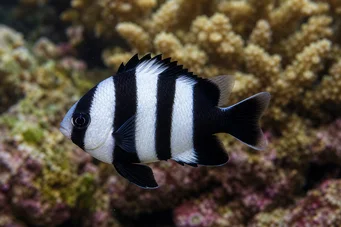 Dascyllus melanurus (Senhora preta)