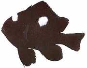 Dascyllus trimaculatus Três pontos