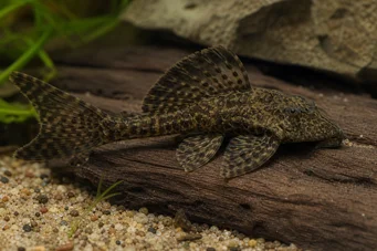 Dekeyseria brachyura DeKeia Brachyura