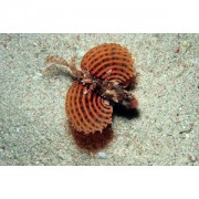 Dendrochirus brachypteru... Anão