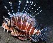 Dendrochirus zebra Pontuação anã