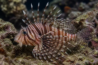 Dendrochirus zebra