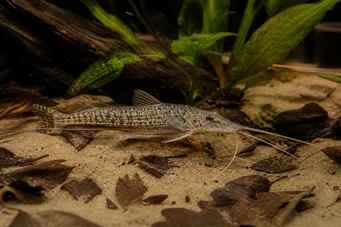 Dianema longibarbis Peixe -gato de porthole