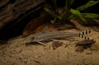 Dianema urostriata Listrado