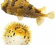 Diodon holocanthus Soprador espinhoso