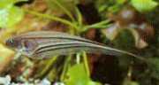 Eigenmannia virescens Facas de vidro peixes