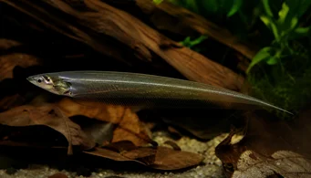 Eigenmannia virescens Facas de vidro peixes