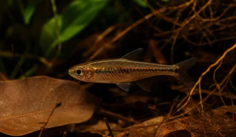 Elachocharax georgiae Tetrager anão