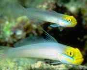 Eleotrides strigatus Bochechas azuis de góbi...