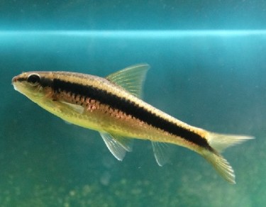 Epalzeorhynchus siamensi... Roda de direção siames...