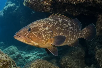 Epinephelus marginatus Garoupa