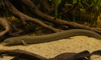 Erpetoichthys calabaricus Cafetão