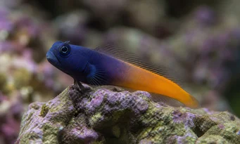 Escenius bicolor Bicolor