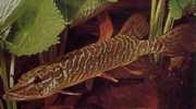 Esox lucius Pike da Europa
