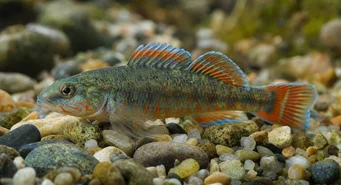 Etheostoma obama Obama Pólo