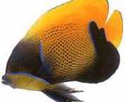 Euxiphipops navarchus Evento japonês