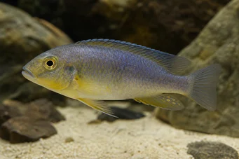 Exocochromis anagenys Exocochromis anagenys