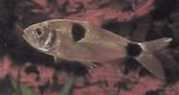Exodon paradoxus Tetra-tiger com dois pontos