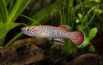 Fundulopanchax gardneri Aphyo du Niger