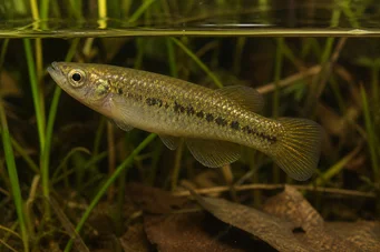 Fundulus chrysotus Killi com orelhas douradas
