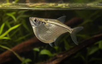 Gasteropelecus sternicla Prata