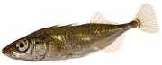 Gasterosteus aculeatus Três Epinoche de Rougada