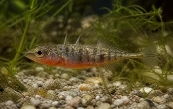 Gasterosteus aculeatus Três Epinoche de Rougada
