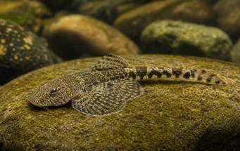 Gastromyzon ctenocephalus Bornéu Gastromyzon