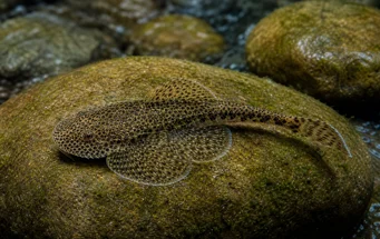 Gastromyzon punctulatus Loche pontuado