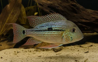 Geophagus daemon Daemon Geófago