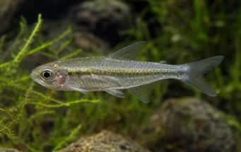 Gephyrocharax chapare Géphyroharax du Chapare, Tetra-Glende