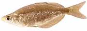 Glossolepis incisus Peixe arco -íris da Nov...