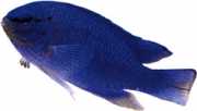 Glyphidodontops cyaneus Diabo azul