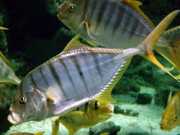 Gnathanodon speciosus Manobrista