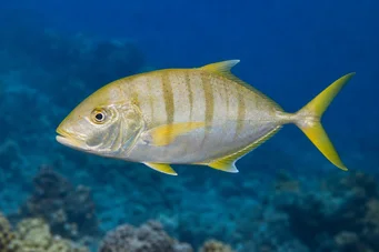 Gnathanodon speciosus Manobrista
