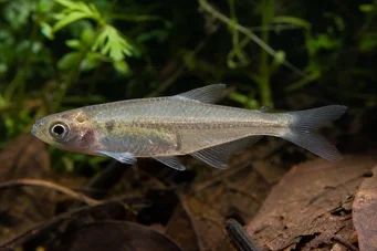 Gnathocharax steindachneri Mordida tetra