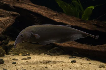 Gnathonemus petersi Peixe de elefante