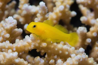 Gobiodon citrinus