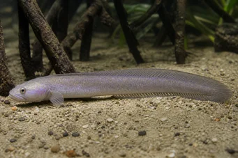 Gobioides peruanus Gobie-angaille