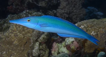 Gomphosus coerulus