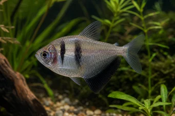 Gymnocorymbus ternetzi Viúva
