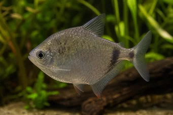 Gymnocorymbus thayeri Tetra de prata