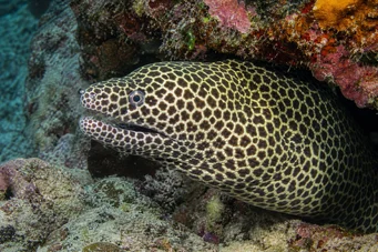 Gymnothorax favagineus Parede de leopardo