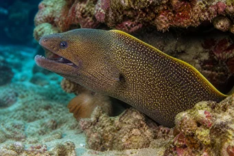 Gymnothorax flavimarginatus Parede da borda amarela