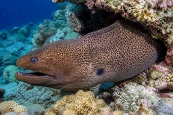 Gymnothorax javanicus Parede gigante